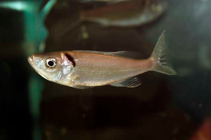 Benthochromis melanoides